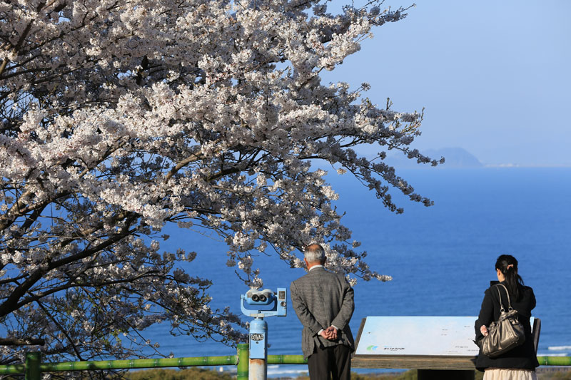 岡垣町 成田山不動寺の桜 不肖仙台五郎の現代風景論 平成版